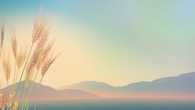 家里养两只猫总是打架要不要分开饲养